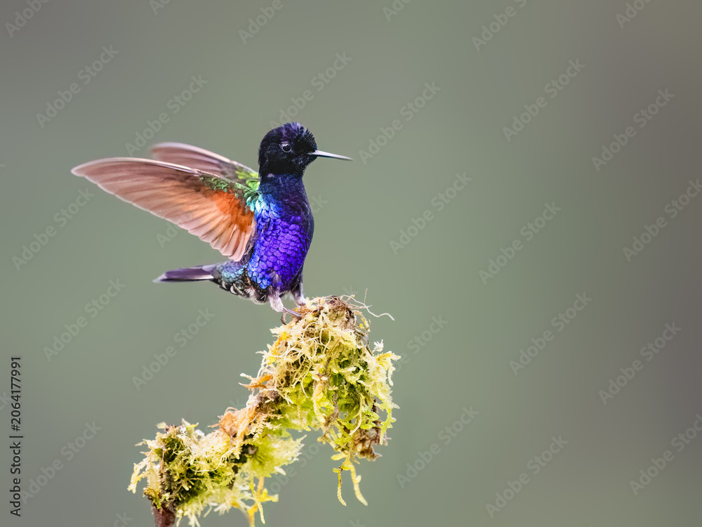 Obraz premium Velvet-purple Coronet Hummingbird Spreading Wings on Mossy Branch