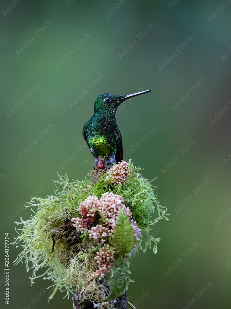 Obraz premium Empress Brilliant Hummingbird Perching On Mossy Branch In Cloud Forest