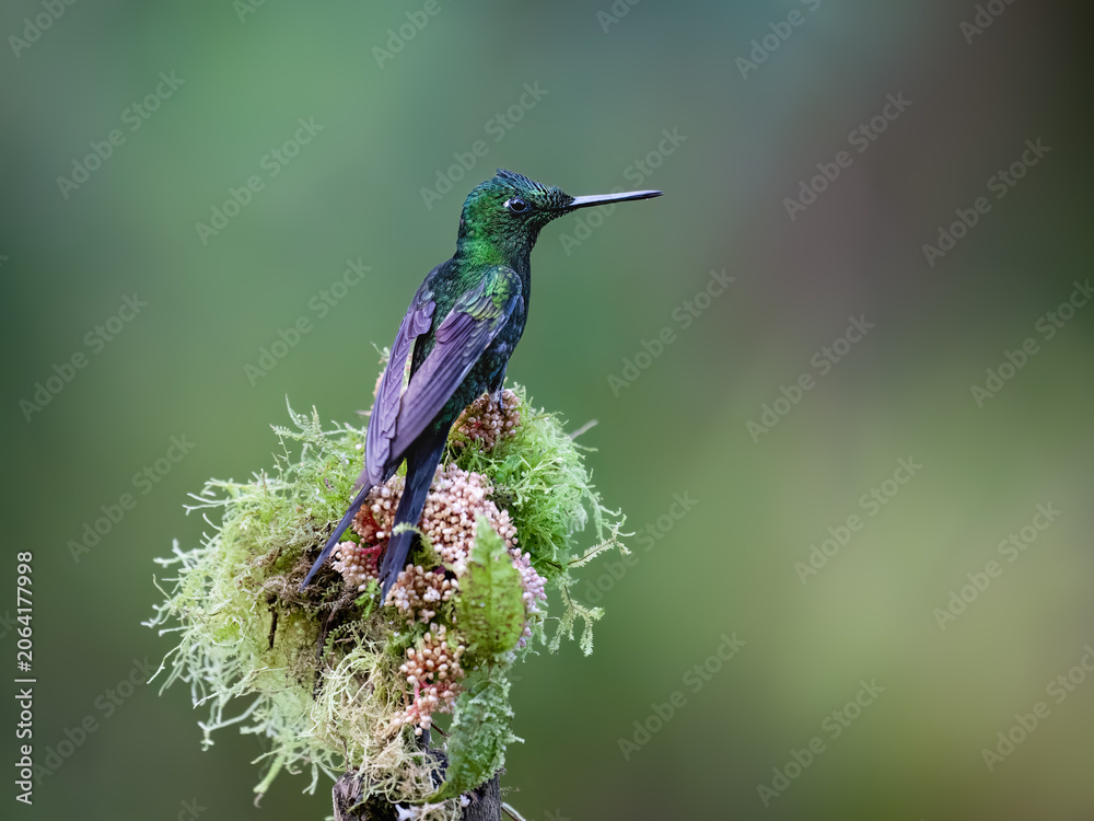 Obraz premium Empress Brilliant Hummingbird Perching On Mossy Branch In Cloud Forest