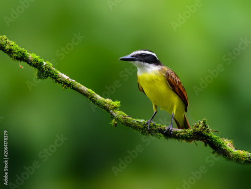 Great Kiskadee Perching on a Mossy Branch in Tropical Forest