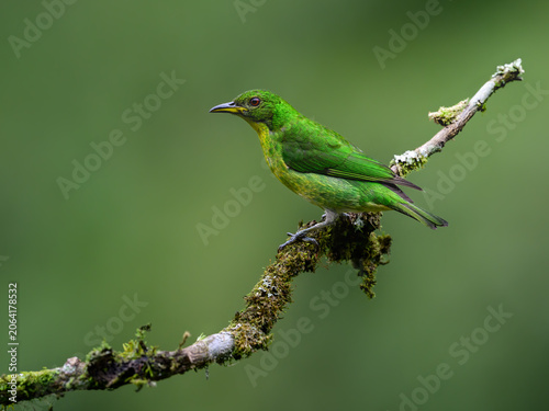 Female Green Honeycreeper Perched on Mossy Branch in Tropical Forest