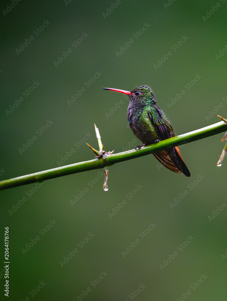 Obraz premium Rufous-tailed Hummingbird Perched on a Branch in Tropical Rainforest