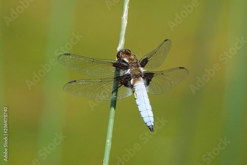 Canvastavla Male broad-bodied chaser dragonfly (Libellula depressa) perched on a green plant