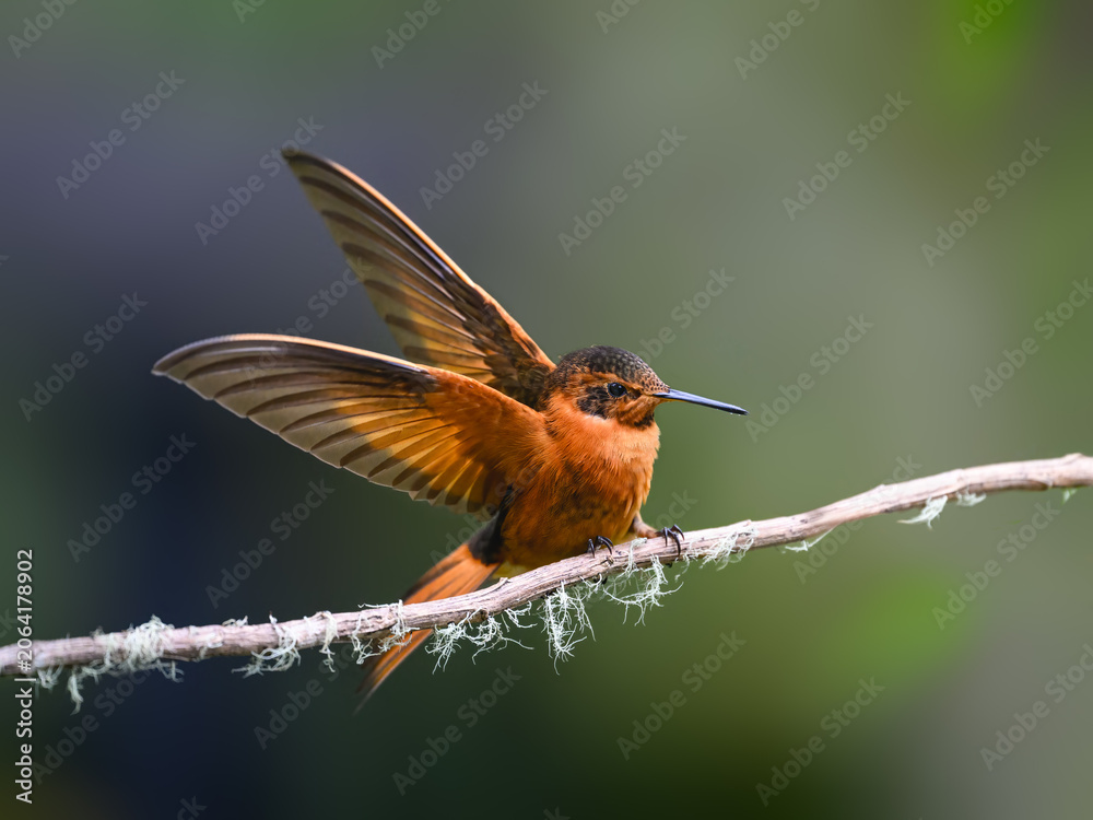 Obraz premium Shining Sunbeam Hummingbird Perched with Wings Spread on Branch