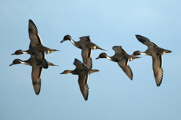 Flock of Northern Pintail ducks flying in formation against a clear blue sky, elegant wild birds in flight during seasonal migration, wildlife photography