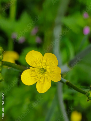 Macro photograph of a single yellow buttercup flower against a blurred green foliage background in spring