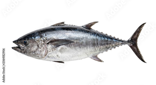 Foto Whole Raw Tuna Fish Isolated on White Background, Ready for Cooking