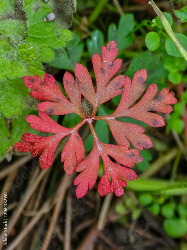Close up of a red lobed cranesbill geranium leaf with dark spots among green foliage