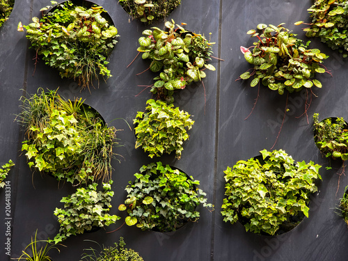 Modern vertical garden living wall with circular plant installations on dark grey background