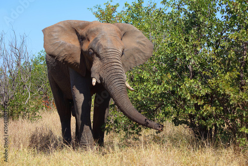 Photography Afrikanischer Elefant / African elephant / Loxodonta africana