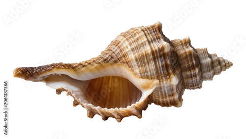 Bild auf Leinwand Spiral seashell with brown stripes and spiky edge