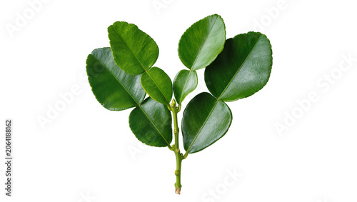 Kaffir lime leaves branch with stem