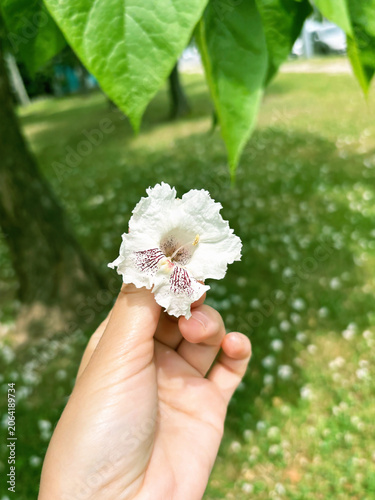 Hand Holding White Catalpa Tree Flower in a Park