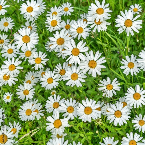 Daisies in The grass