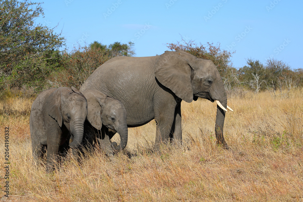 Fototapeta premium Afrikanischer Elefant / African elephant / Loxodonta africana