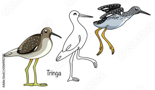 Tringa