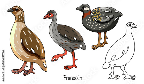 Francolin
