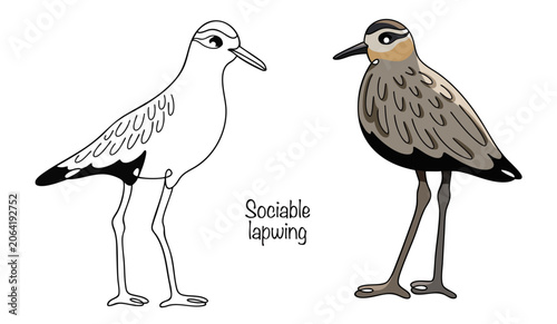 Sociable lapwing