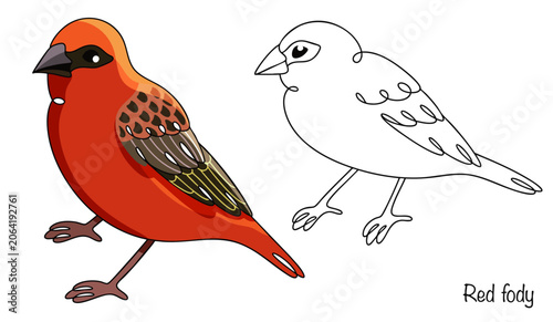 Red fody