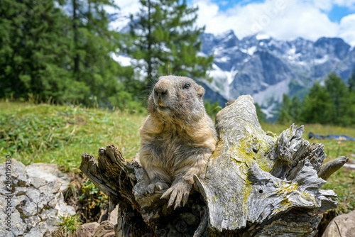 Alpenmurmeltier in Österreich / Salzburger Land