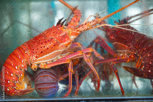 Fotografie Colorful seafood display at bustling thailand fish market