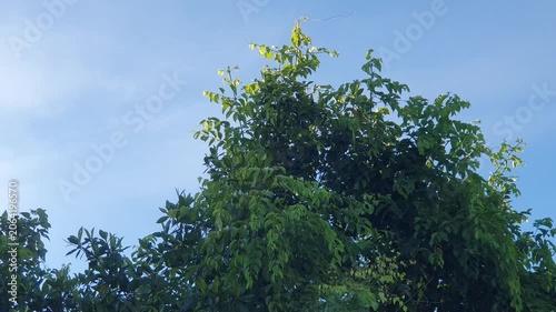 green natural scenery of trees and leaves in Indonesia