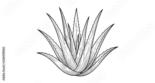 Minimal black and white aloe vera plant line art vector illustration isolated on white background for botanical design