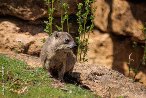 Rock hyrax (Procavia capensis) AKA Awawa, dassie, Rickaz, Cape hyrax, rock rabbit, or coney