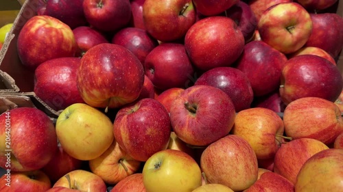 Large Pile Of Fresh Red And Yellow Apples Freshly Harvested At Farm Market