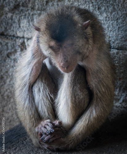 Fotografie Close-up photo of a pig-tailed macaque dozing peacefully.