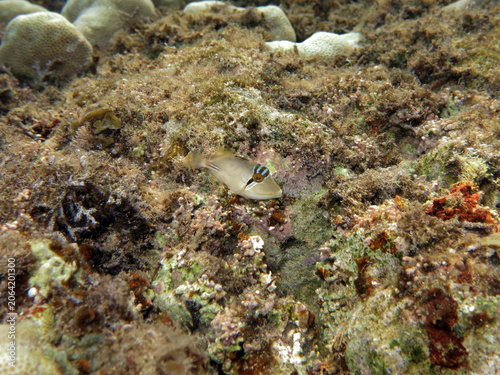 A juvenile Picasso triggerfish Rhinecanthus assasi 