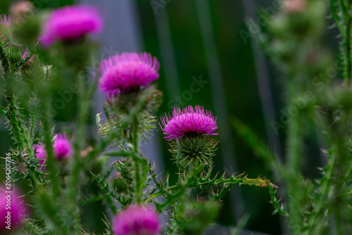 A photo of a vibrant purple thistle, a powerful medicinal herb. Its prickly w...