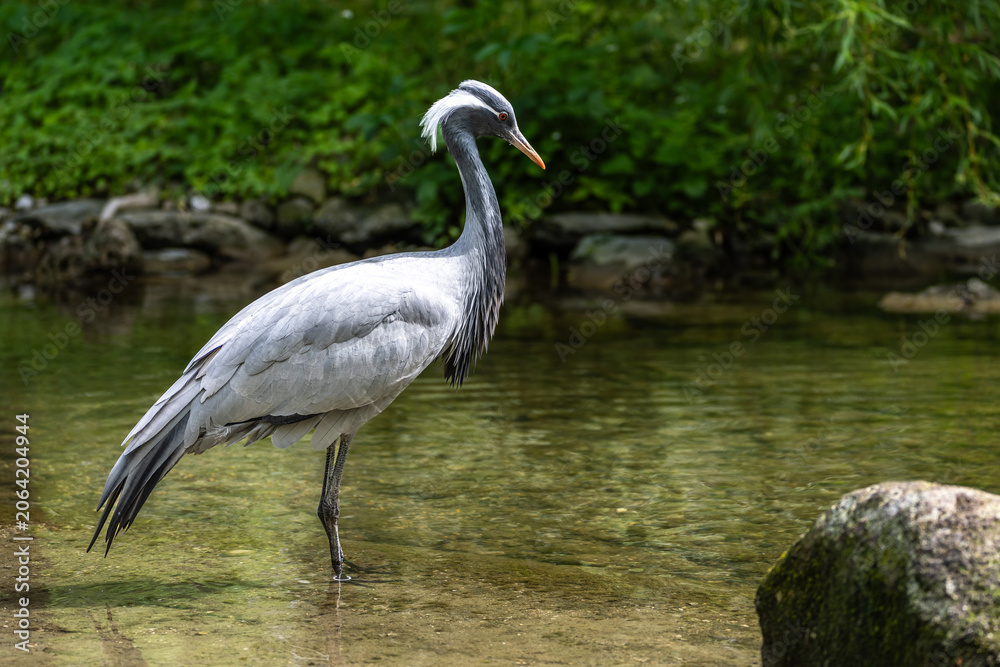 Fototapeta premium The Blue Crane, Grus paradisea, is an endangered bird