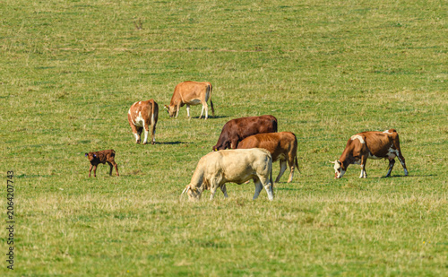 cows grazing on a pasture