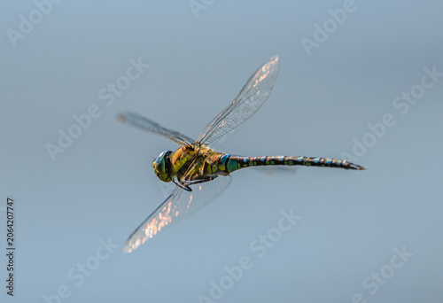 southern or blue hawker dragonfly (Aeshna cyanea) in flight