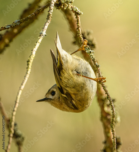 goldcrest (Regulus regulus) bird on branch