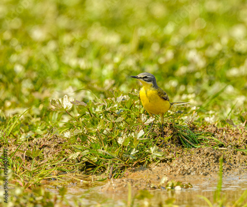 western yellow wagtail (Motacilla flava) on ground