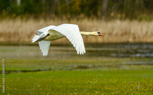 mute swan (Cygnus olor) flying