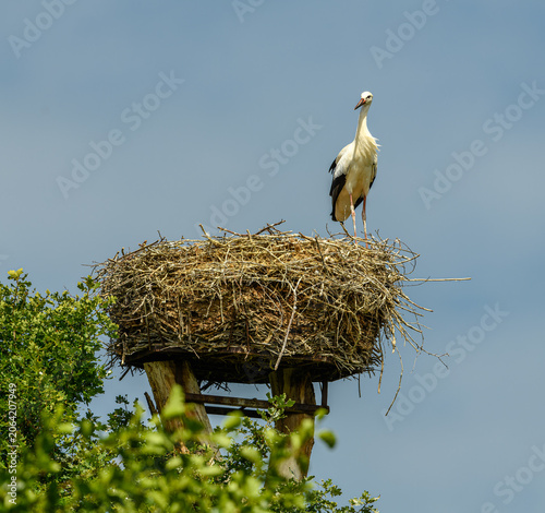 white stork (Ciconia ciconia) on a nest