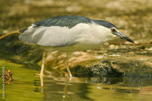 black-crowned night-heron (Nycticorax nycticorax)