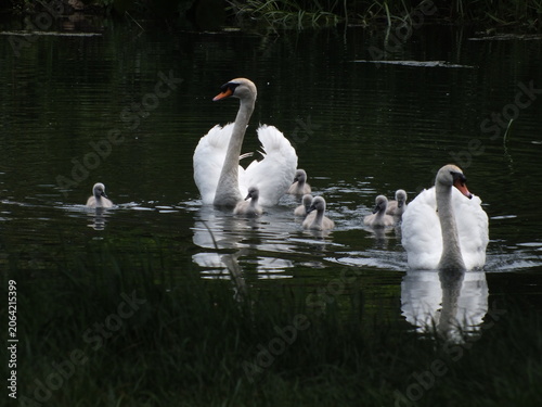 Cuadro en lienzo A bevy of Swans and Cygnets, a family of swans with babies, Mute swan (Cygnus ol