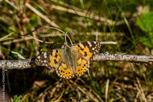 butterfly on a little branch