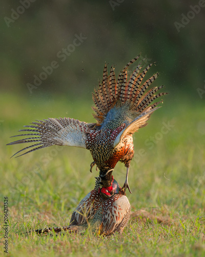 Fotografie Wild ring necked pheasant roosters in aggressive territorial battle side view
