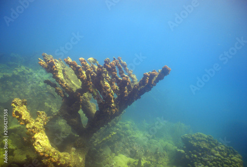 Beautiful corals on a reef in the crystal-clear waters of the Caribbean Sea