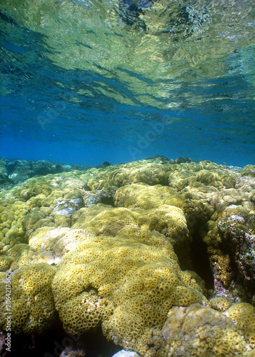 Beautiful corals on a reef in the crystal-clear waters of the Caribbean Sea
