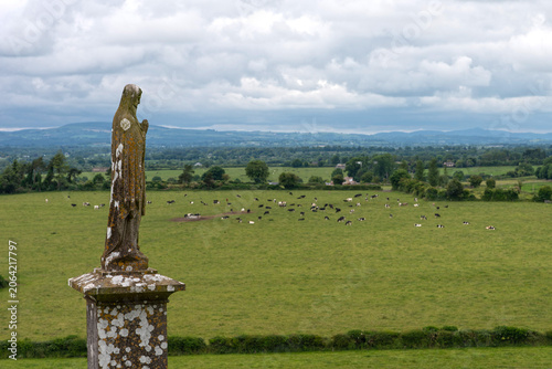 Virgin Mary Statue and a Field of Cows - Rock of Cashel
