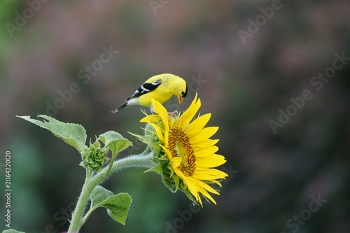 Fotografía Gold finch perched on blooming sunflower blossom eating seeds.