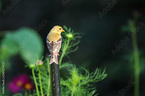 Gold finch perched among beautiful colorful wildflowers. 