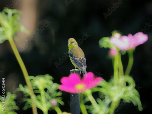 Gold finch perched among beautiful colorful wildflowers. 