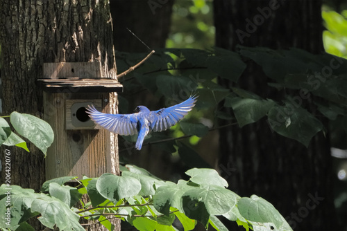 Bluebird inflight nesting at birdbox in wooded area. 